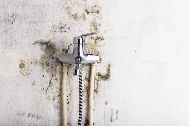 Best Best Mold Removal Companies  in Colorado City, AZ