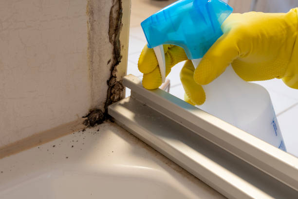 Best Toxic Mold Removal  in Colorado City, AZ
