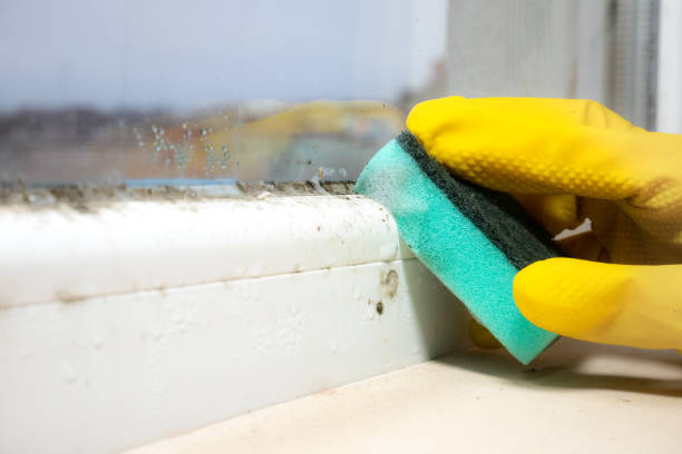 Best Residential Mold Removal  in Colorado City, AZ