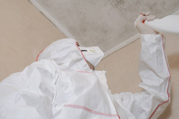Best Local Mold Removal Service  in Colorado City, AZ
