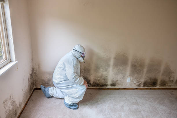 Mold Removal and Inspection in Colorado City, AZ