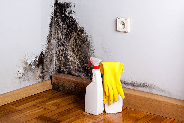 Best Toxic Mold Removal  in Colorado City, AZ