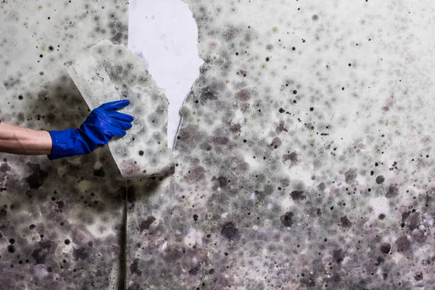 Best Commercial Mold Removal  in Colorado City, AZ