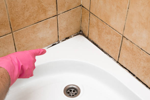 Best Home Mold Removal  in Colorado City, AZ